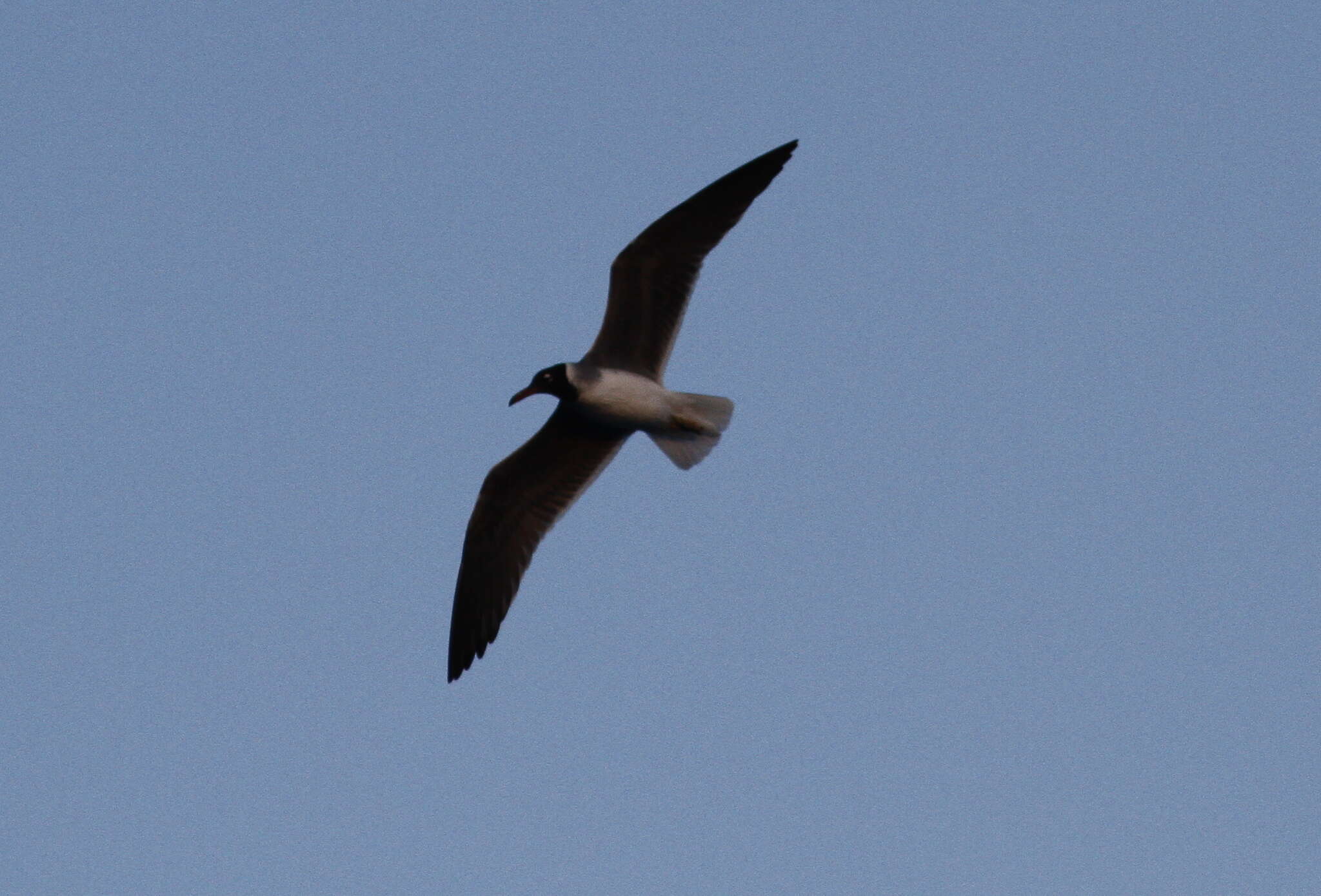 Image of White-eyed Gull