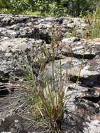 Image of Narrow-Panicle Rush