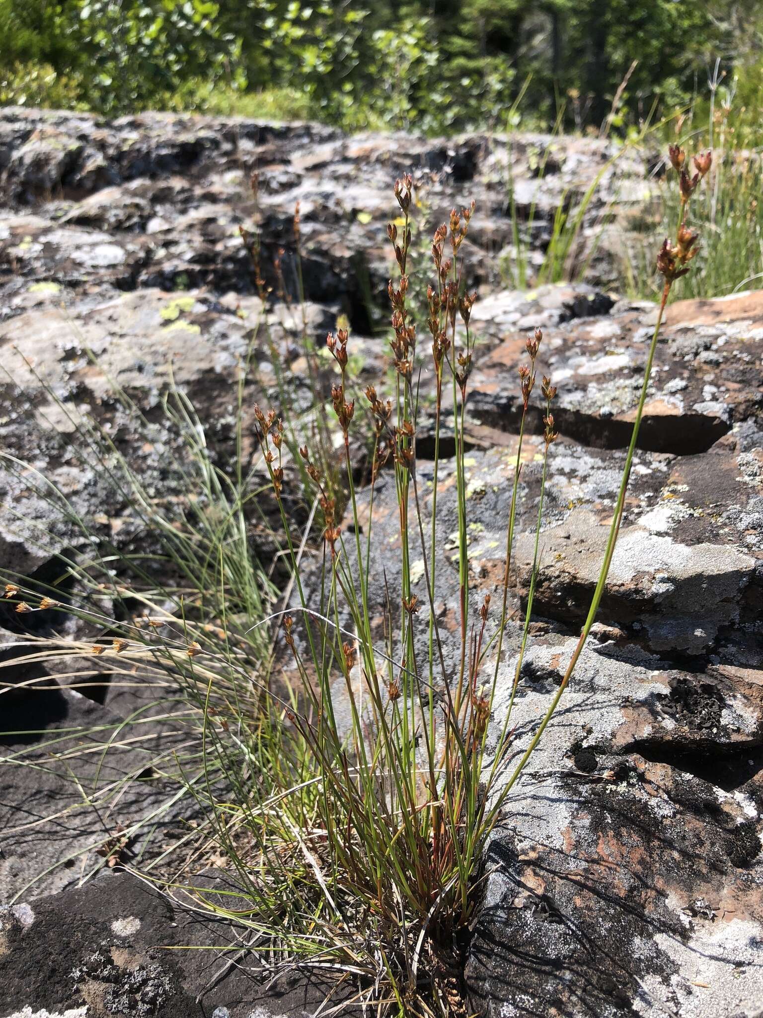 Image of Narrow-Panicle Rush