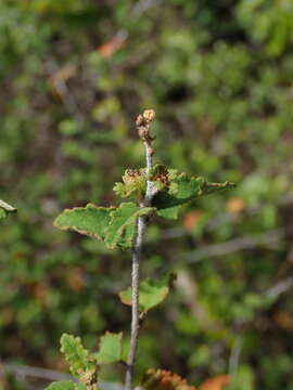 Image de Croton betulinus Vahl