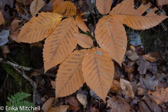 صورة Phyllonorycter maestingella (Müller 1764)