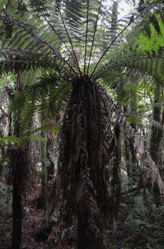 Image of Tree fern