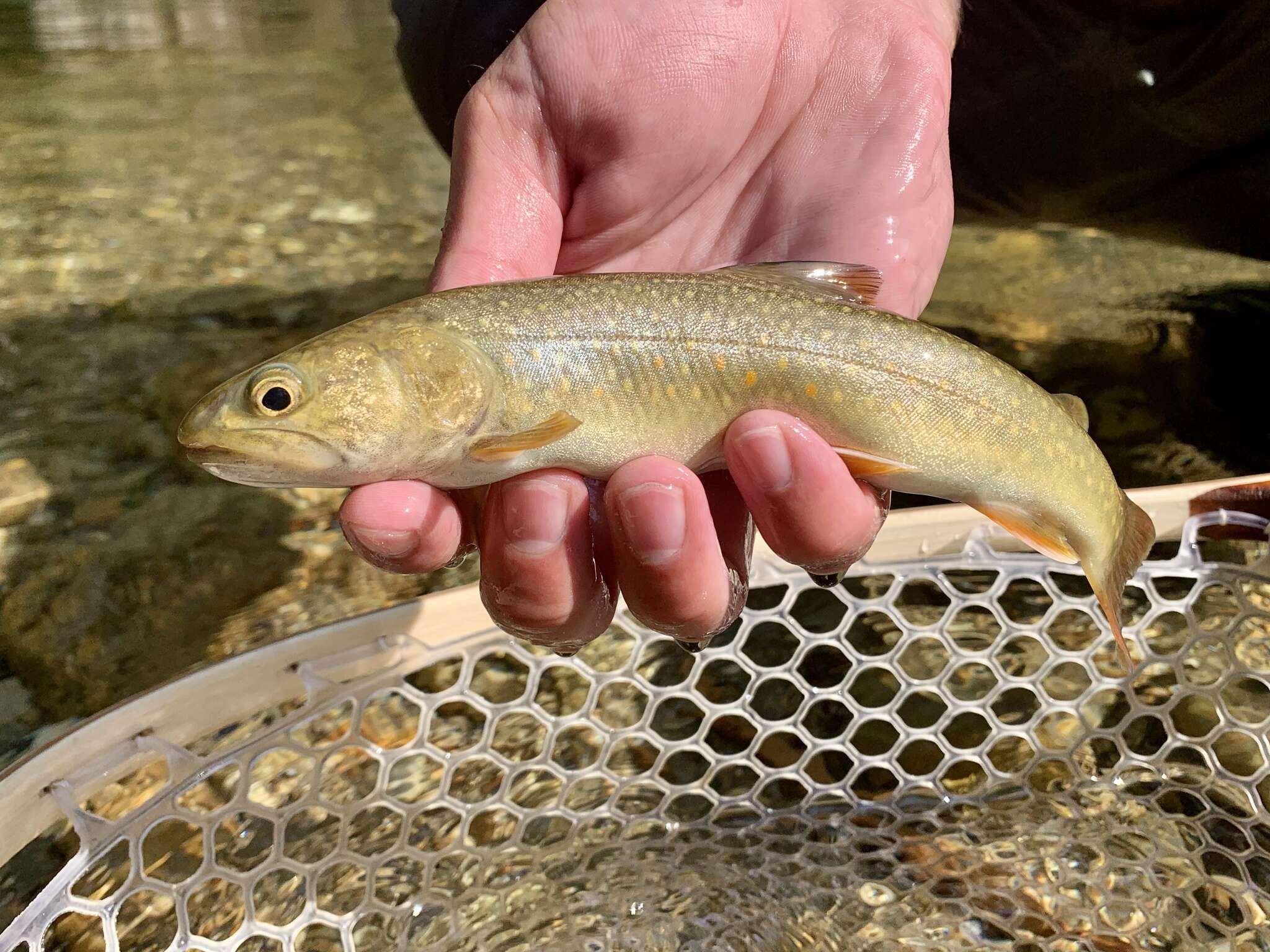 Image of Bull Trout