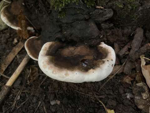 Image of Ganoderma resinaceum Boud. 1889