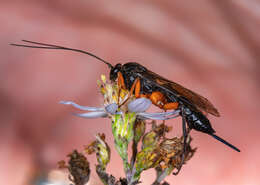 Image of Pimpla pedalis Cresson 1865