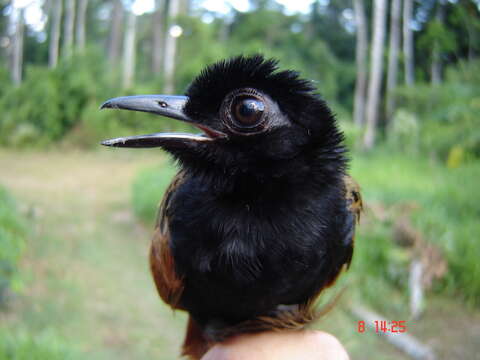 Image of Black-spotted Bare-eye