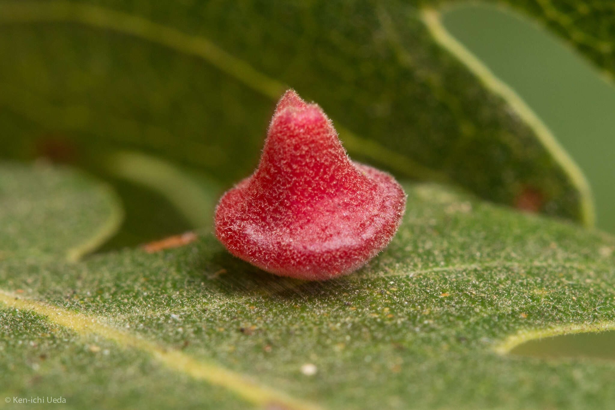 Image of Red Cone Gall Wasp