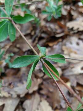 Image of Dorycnium graecum (L.) Ser.