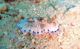 Image of Pale gold and purple slug