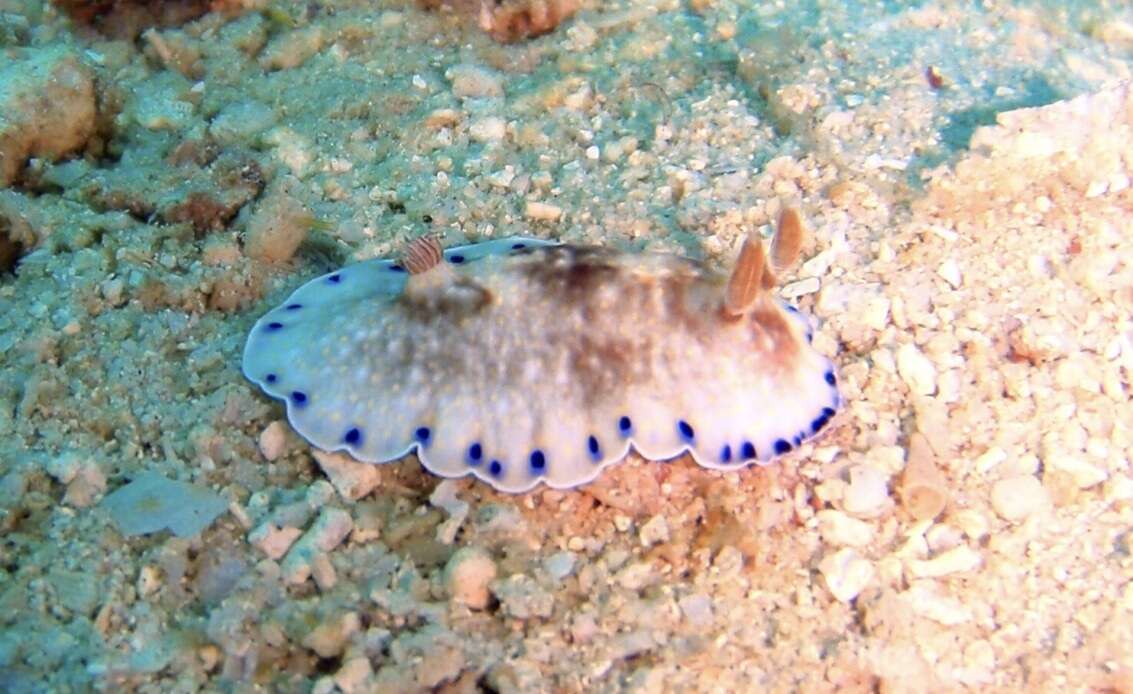 Image of Pale gold and purple slug