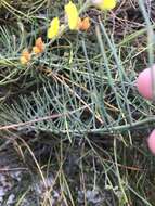 Image of Lebeckia contaminata (L.) Thunb.