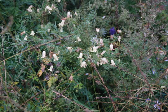 Imagem de Clematis aethusifolia Turcz.