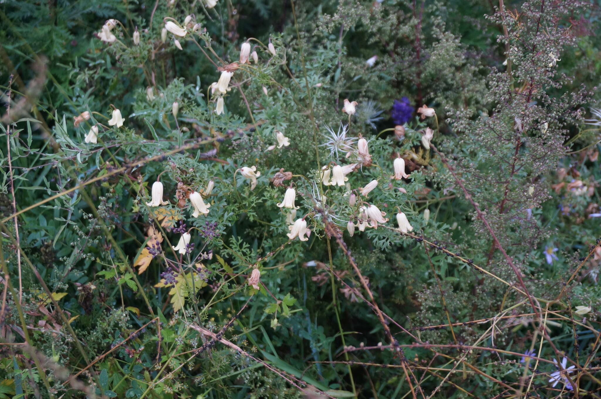 Image of Clematis aethusifolia Turcz.