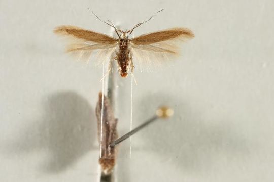 Image of <i>Coleophora arctostaphyli</i> Meder 1933
