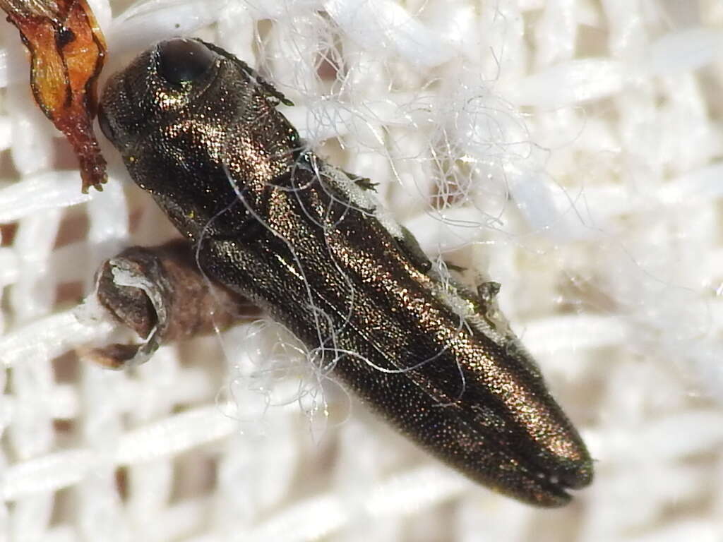 Image of Agrilus addendus Crotch 1873