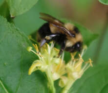 Image of Sanderson Bumble Bee