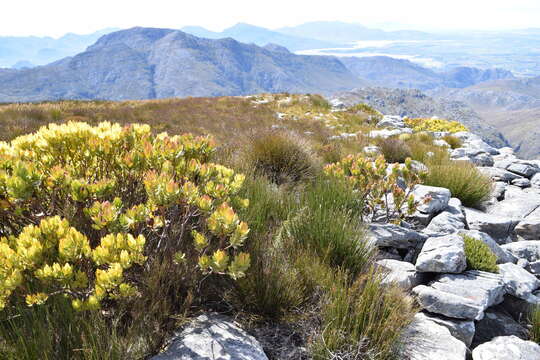 Image of Leucadendron gandogeri Schinz ex Gand.