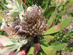 Image of Leucospermum fulgens Rourke