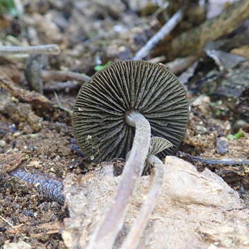 Слика од Simocybe phlebophora E. Horak 1980