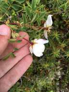 Image of Rosa oxyacantha M. Bieb.