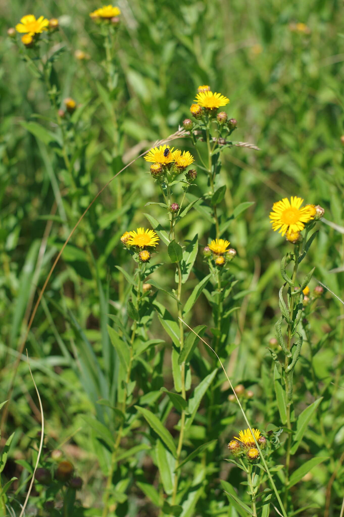 Imagem de Pentanema salicinum (L.) D. Gut. Larr., Santos-Vicente, Anderb., E. Rico & M. M. Mart. Ort.