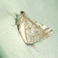 Image of <i>Digrammia pallorata</i> Ferguson (2008)