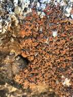 Image of Tuckerman's fishscale lichen