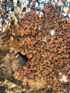 Image of Tuckerman's fishscale lichen