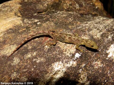 Image of Cnemaspis pulchra Manamendra-arachchi, Batuwita & Pethiyagoda 2007