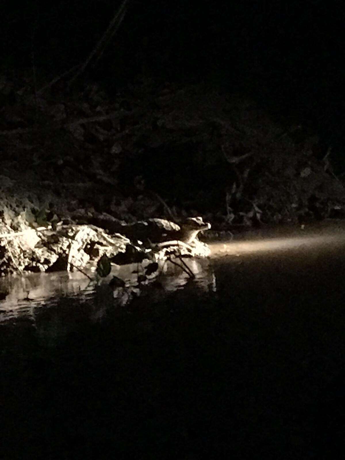 Image of Schneider's Smooth-fronted Caiman