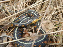 Plancia ëd Thamnophis sirtalis concinnus (Hallowell 1852)