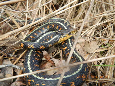 Image of Thamnophis sirtalis concinnus (Hallowell 1852)