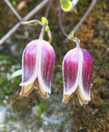 Image of Clematis japonica Thunb.