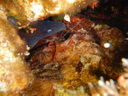 Image of golden coral shrimp