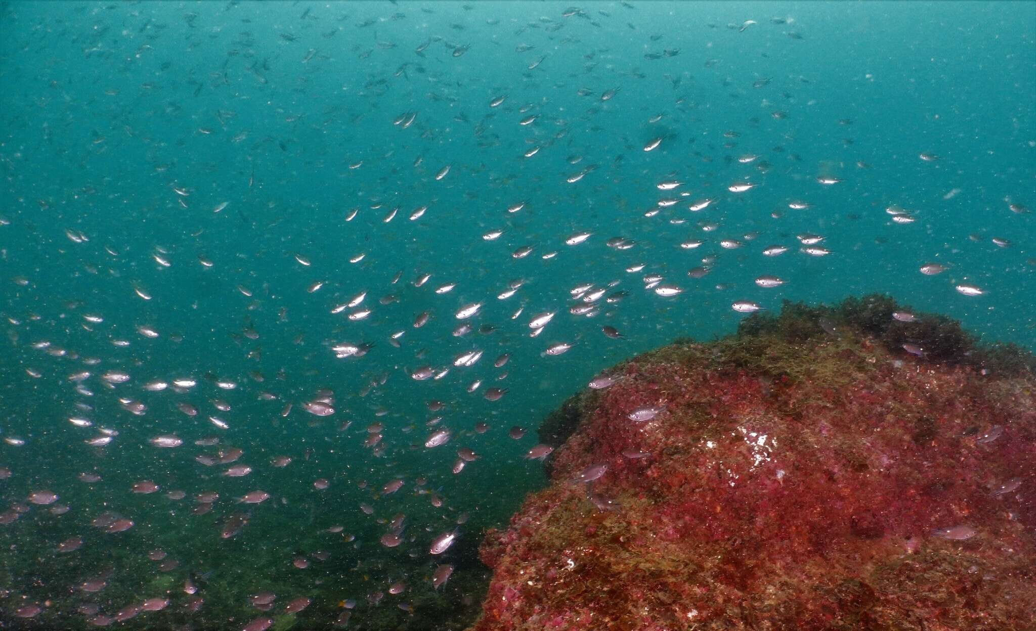 Image of Pearl-spot Chromis