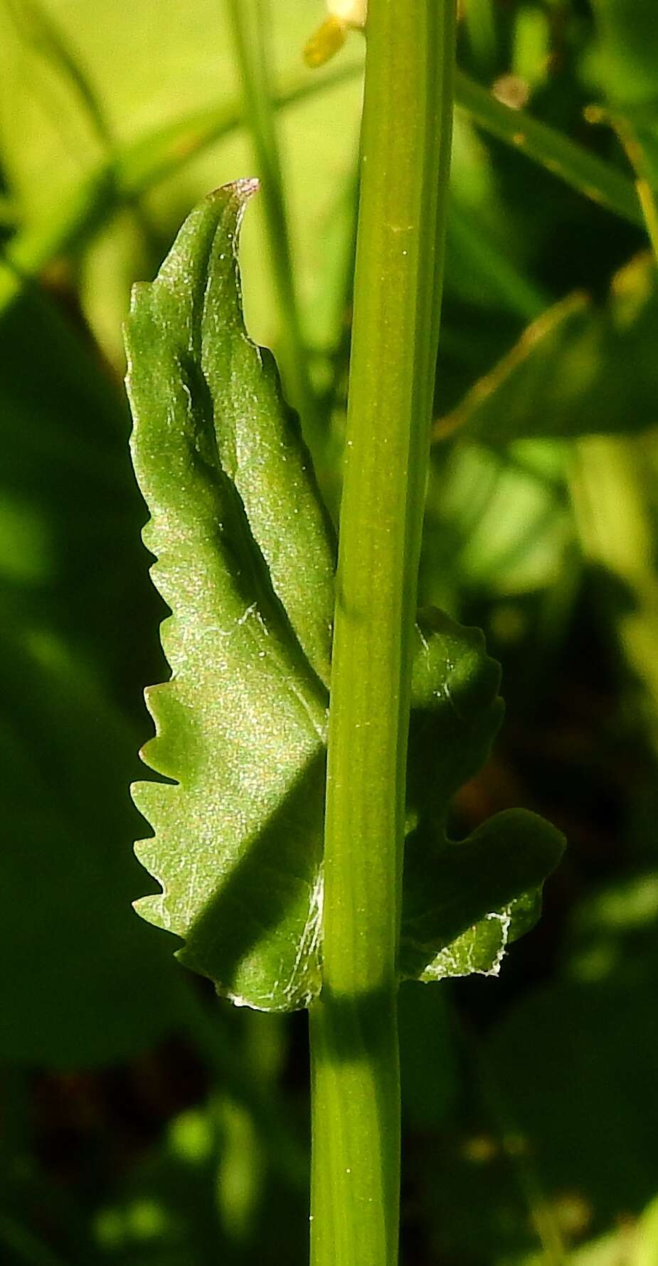 Image of Two-Leaf Groundsel