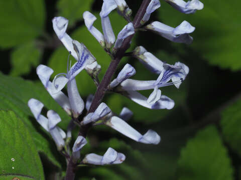 Image of Plectranthus zuluensis T. Cooke