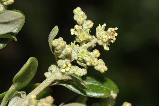 Chenopodium candolleanum subsp. candolleanum的圖片