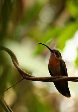 Image of Bronzy Hermit