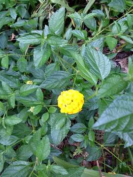 Image de Lantana polyacantha Schauer