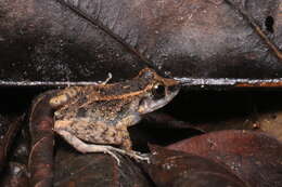 Image of Oreobates cruralis (Boulenger 1902)