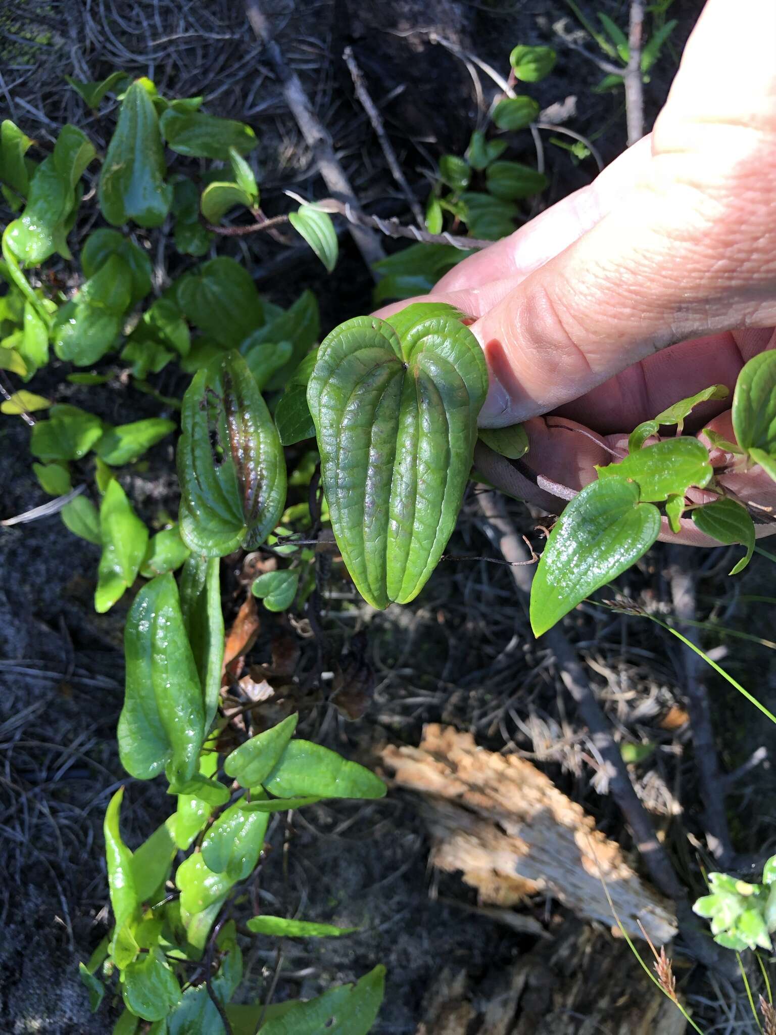 Dioscorea burchellii Baker的圖片