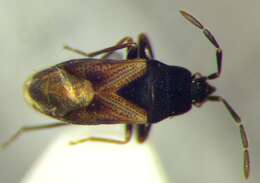 صورة Tropistethus holosericus (Scholtz 1846)