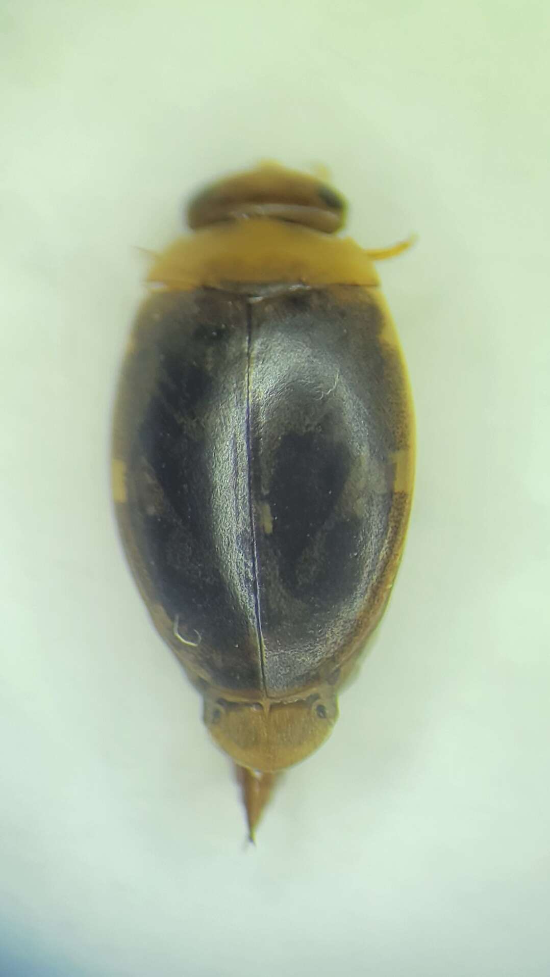 Image of Laccophilus maculosus shermani Leech 1944