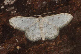 Image of Idaea camparia Herrich-Schäffer 1851