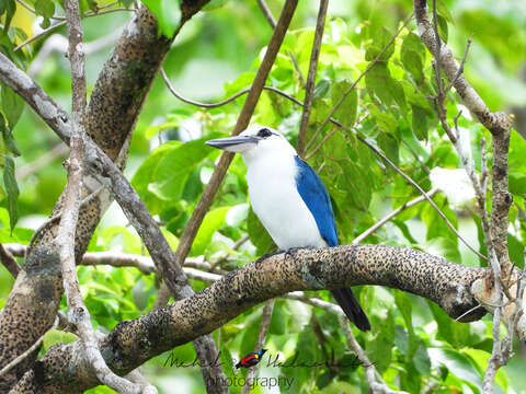 Image of Beach Kingfisher