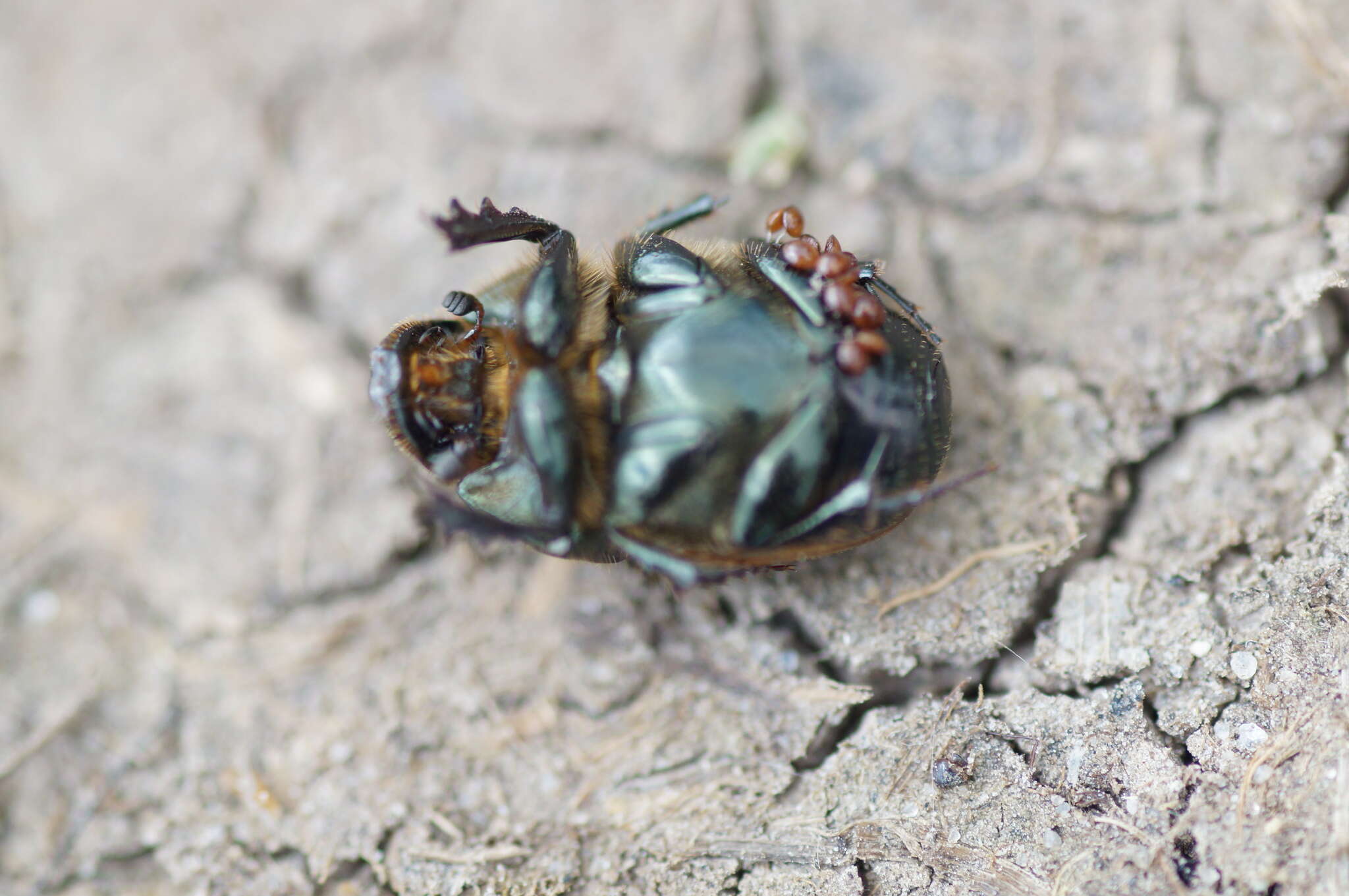 Image of Onthophagus (Palaeonthophagus) vacca (Linnaeus 1767)