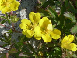 Слика од Potentilla pedata Willd.