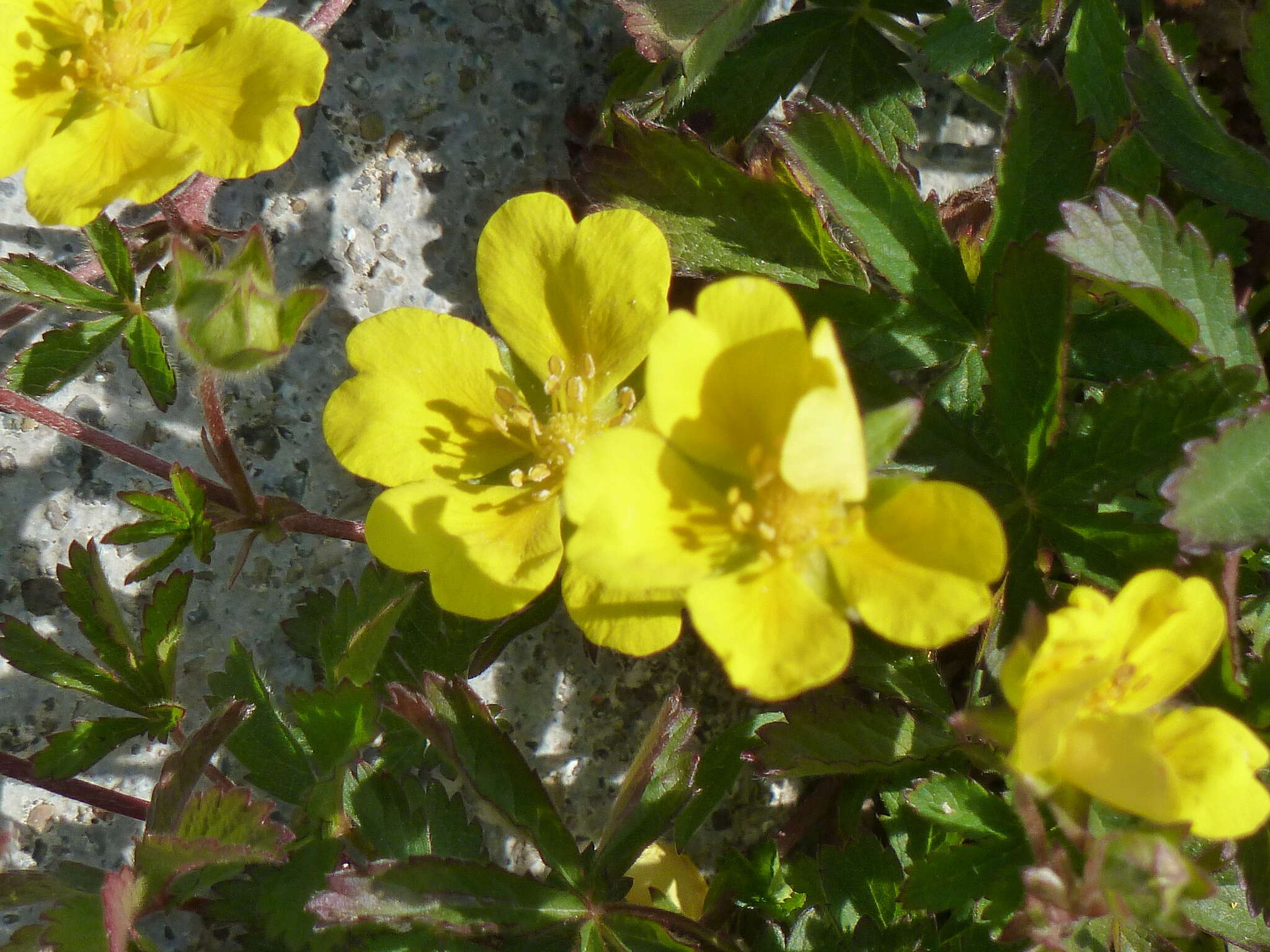 Слика од Potentilla pedata Willd.