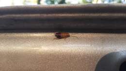 Image of Small Yellow Texas Cockroach